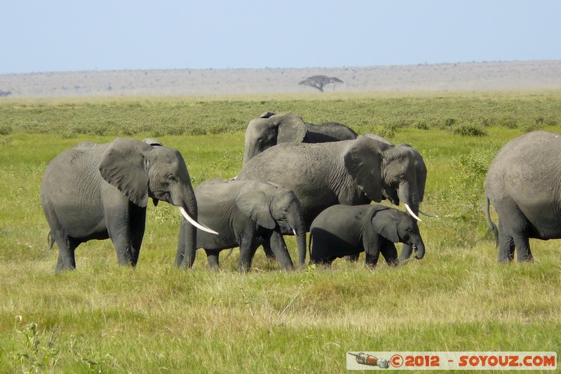 Amboseli National Park - Elephant
Mots-clés: Amboseli geo:lat=-2.65813594 geo:lon=37.29109005 geotagged KEN Kenya Rift Valley Amboseli National Park animals Elephant
