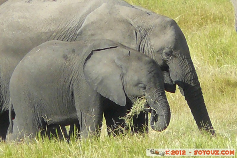 Amboseli National Park - Elephant
Mots-clés: Amboseli geo:lat=-2.65811792 geo:lon=37.29106165 geotagged KEN Kenya Rift Valley Amboseli National Park animals Elephant