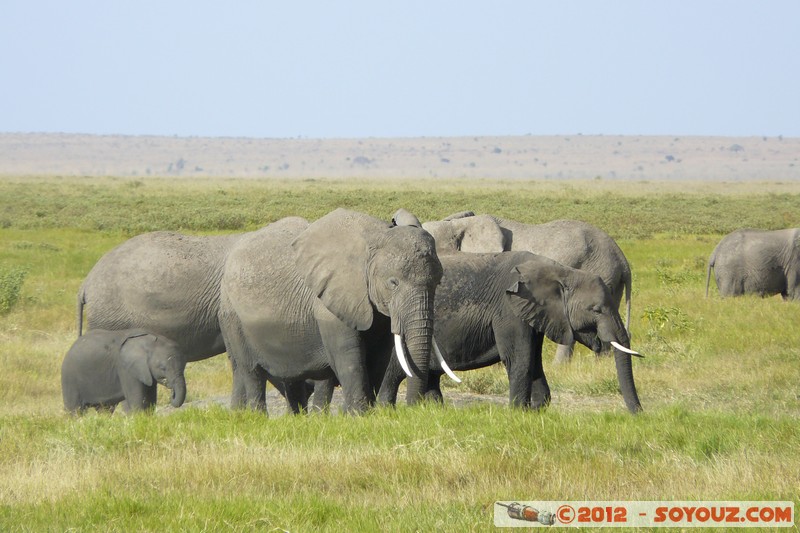 Amboseli National Park - Elephant
Mots-clés: Amboseli geo:lat=-2.65809800 geo:lon=37.29103027 geotagged KEN Kenya Rift Valley Amboseli National Park animals Elephant