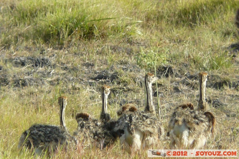 Amboseli National Park - Ostrich
Mots-clés: Amboseli geo:lat=-2.64796415 geo:lon=37.28037087 geotagged KEN Kenya Rift Valley Amboseli National Park oiseau Autruche