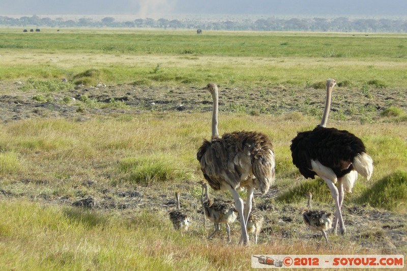 Amboseli National Park - Ostrich
Mots-clés: Amboseli geo:lat=-2.64798411 geo:lon=37.28033759 geotagged KEN Kenya Rift Valley Amboseli National Park oiseau Autruche