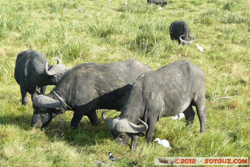 Amboseli National Park - Cape Buffalo
Mots-clés: Amboseli geo:lat=-2.64907088 geo:lon=37.27801129 geotagged KEN Kenya Rift Valley Amboseli National Park animals Buffle