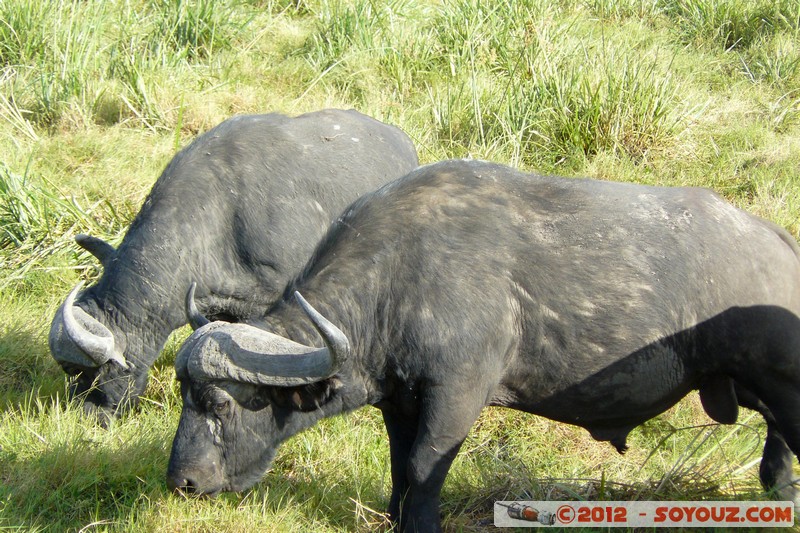 Amboseli National Park - Cape Buffalo
Mots-clés: Amboseli geo:lat=-2.64910100 geo:lon=37.27799082 geotagged KEN Kenya Rift Valley Amboseli National Park animals Buffle