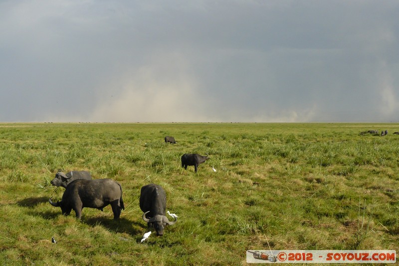 Amboseli National Park - Cape Buffalo
Mots-clés: Amboseli geo:lat=-2.64916654 geo:lon=37.27794627 geotagged KEN Kenya Rift Valley Amboseli National Park animals Buffle