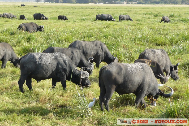 Amboseli National Park - Cape Buffalo
Mots-clés: Amboseli geo:lat=-2.64919312 geo:lon=37.27792821 geotagged KEN Kenya Rift Valley Amboseli National Park animals Buffle
