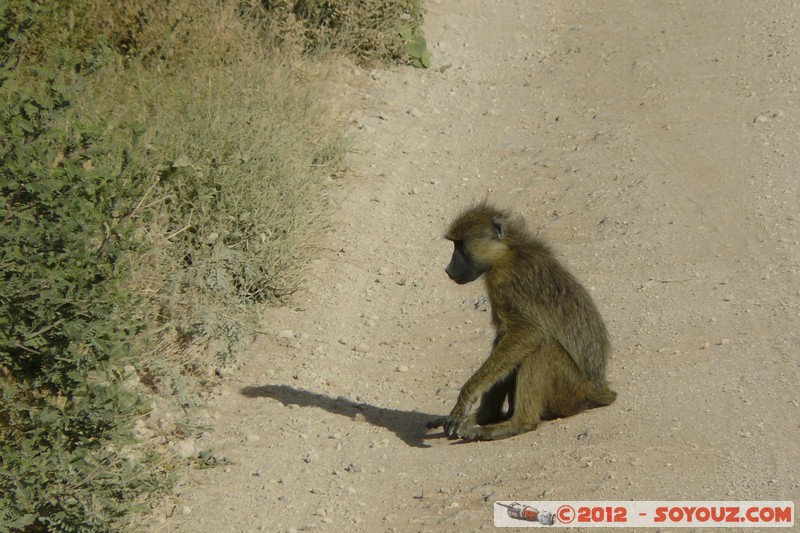 Amboseli National Park - Baboon
Mots-clés: Amboseli geo:lat=-2.66479596 geo:lon=37.27581117 geotagged KEN Kenya Rift Valley Amboseli National Park animals singes Babouin