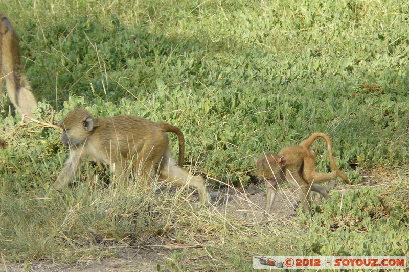 Amboseli National Park - Baboon
Mots-clés: Amboseli geo:lat=-2.66519757 geo:lon=37.27866692 geotagged KEN Kenya Rift Valley Amboseli National Park animals singes Babouin