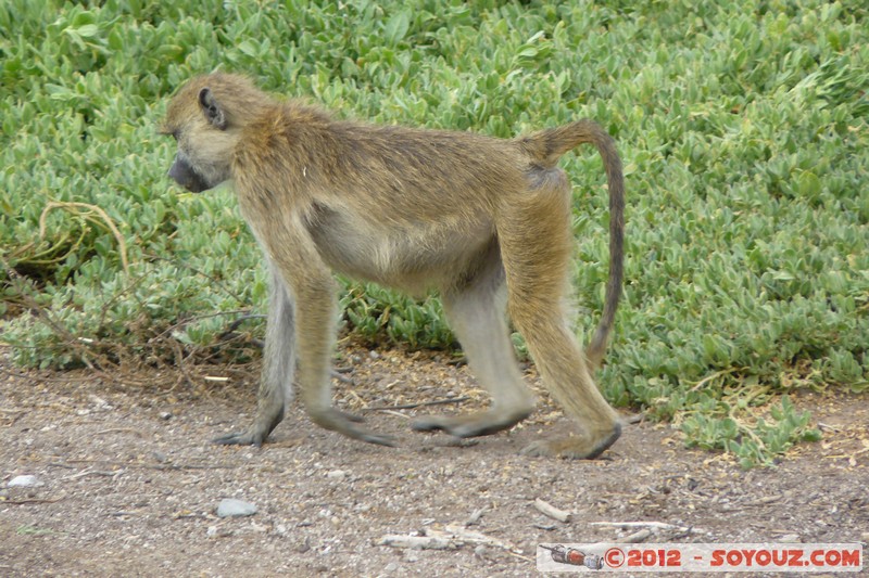 Amboseli National Park - Baboon
Mots-clés: Amboseli geo:lat=-2.66521125 geo:lon=37.27874862 geotagged KEN Kenya Rift Valley Amboseli National Park animals singes Babouin