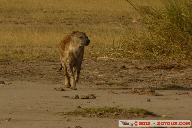 Amboseli National Park - Spotted hyena
Mots-clés: Amboseli geo:lat=-2.70026344 geo:lon=37.30300267 geotagged KEN Kenya Rift Valley Amboseli National Park animals Hyene tachetee