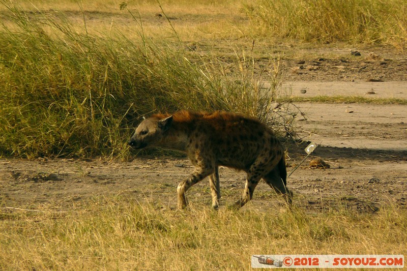 Amboseli National Park - Spotted hyena
Mots-clés: Amboseli geo:lat=-2.70026219 geo:lon=37.30303431 geotagged KEN Kenya Rift Valley Amboseli National Park animals Hyene tachetee