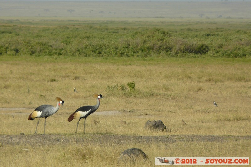 Amboseli National Park - Egyptian Cranes
Mots-clés: Amboseli geo:lat=-2.70147317 geo:lon=37.30715287 geotagged KEN Kenya Rift Valley Amboseli National Park animals oiseau Grues egyptiennes