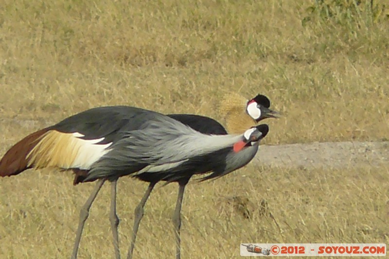 Amboseli National Park - Egyptian Cranes
Mots-clés: Amboseli geo:lat=-2.70148247 geo:lon=37.30716685 geotagged KEN Kenya Rift Valley Amboseli National Park animals oiseau Grues egyptiennes