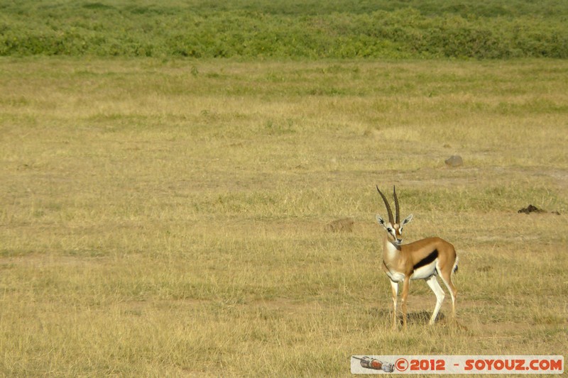Amboseli National Park - Thomson's gazelle
Mots-clés: Amboseli geo:lat=-2.70149425 geo:lon=37.30718457 geotagged KEN Kenya Rift Valley Amboseli National Park animals Thomson's gazelle