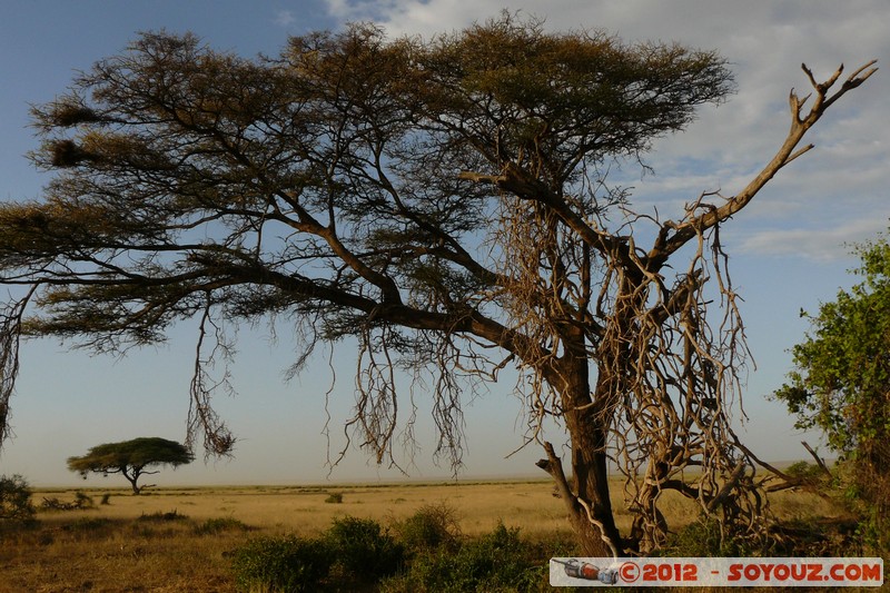 Amboseli National Park
Mots-clés: Amboseli geo:lat=-2.71189147 geo:lon=37.33848486 geotagged KEN Kenya Rift Valley Amboseli National Park Arbres