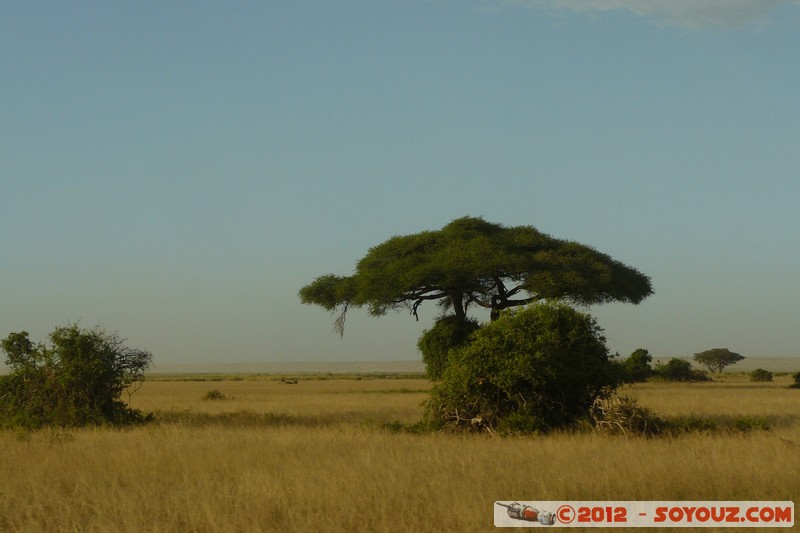 Amboseli National Park
Mots-clés: Amboseli geo:lat=-2.71160550 geo:lon=37.34842165 geotagged KEN Kenya Rift Valley Amboseli National Park Arbres