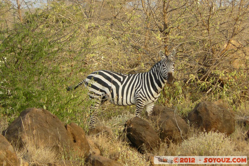 Amboseli - Zebra
Mots-clés: geo:lat=-2.73850799 geo:lon=37.40564525 geotagged KEN Kenya Kimana Rift Valley animals zebre