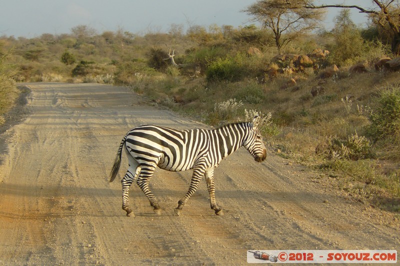 Amboseli - Zebra
Mots-clés: geo:lat=-2.73853934 geo:lon=37.40568022 geotagged KEN Kenya Kimana Rift Valley animals zebre