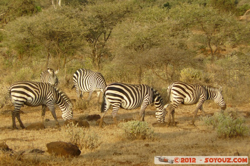 Amboseli - Zebra
Mots-clés: geo:lat=-2.73857069 geo:lon=37.40571520 geotagged KEN Kenya Kimana Rift Valley animals zebre