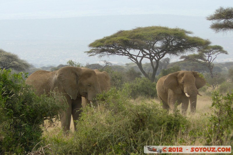 Amboseli National Park - Elephant
Mots-clés: Amboseli geo:lat=-2.71682988 geo:lon=37.37403914 geotagged KEN Kenya Rift Valley animals Elephant