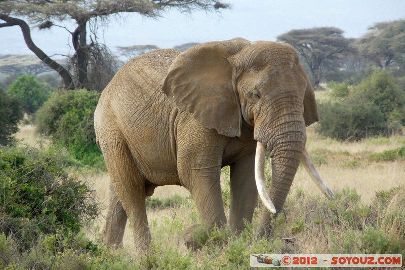 Amboseli National Park - Elephant
Mots-clés: Amboseli geo:lat=-2.71681891 geo:lon=37.37401351 geotagged KEN Kenya Rift Valley animals Elephant