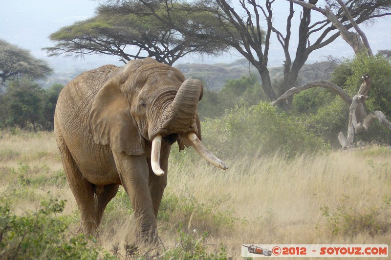 Amboseli National Park - Elephant
Mots-clés: Amboseli geo:lat=-2.71671813 geo:lon=37.37373700 geotagged KEN Kenya Rift Valley animals Elephant