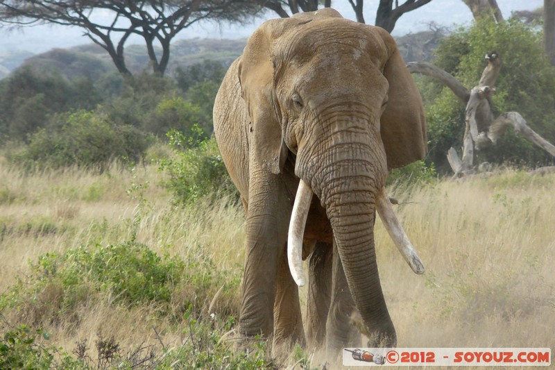 Amboseli National Park - Elephant
Mots-clés: Amboseli geo:lat=-2.71670507 geo:lon=37.37369873 geotagged KEN Kenya Rift Valley animals Elephant