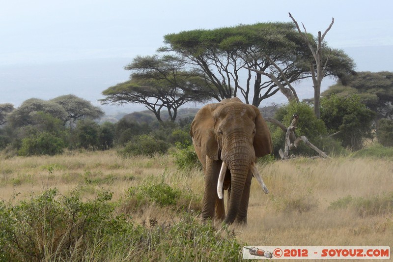 Amboseli National Park - Elephant
Mots-clés: Amboseli geo:lat=-2.71670311 geo:lon=37.37369299 geotagged KEN Kenya Rift Valley animals Elephant
