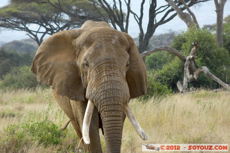 Amboseli National Park - Elephant
Mots-clés: Amboseli geo:lat=-2.71668612 geo:lon=37.37364323 geotagged KEN Kenya Rift Valley animals Elephant