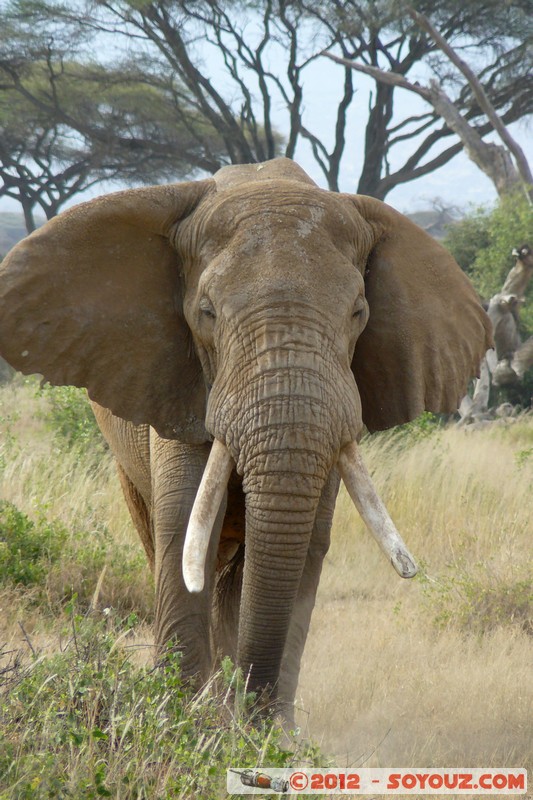 Amboseli National Park - Elephant
Mots-clés: Amboseli geo:lat=-2.71667959 geo:lon=37.37362410 geotagged KEN Kenya Rift Valley animals Elephant