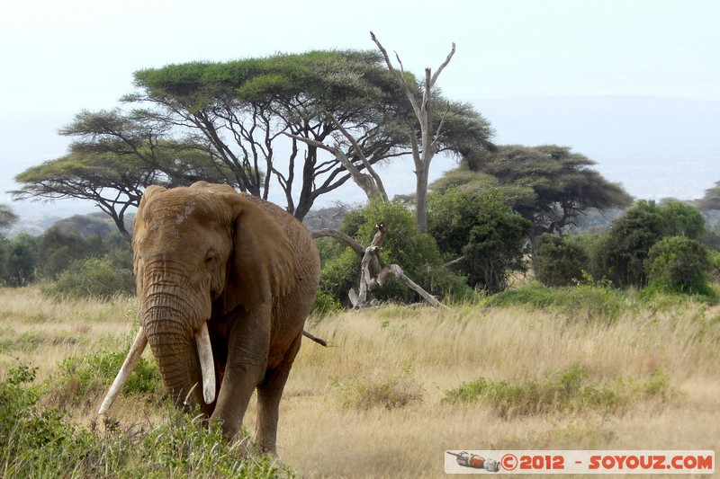 Amboseli National Park - Elephant
Mots-clés: Amboseli geo:lat=-2.71666913 geo:lon=37.37359348 geotagged KEN Kenya Rift Valley animals Elephant