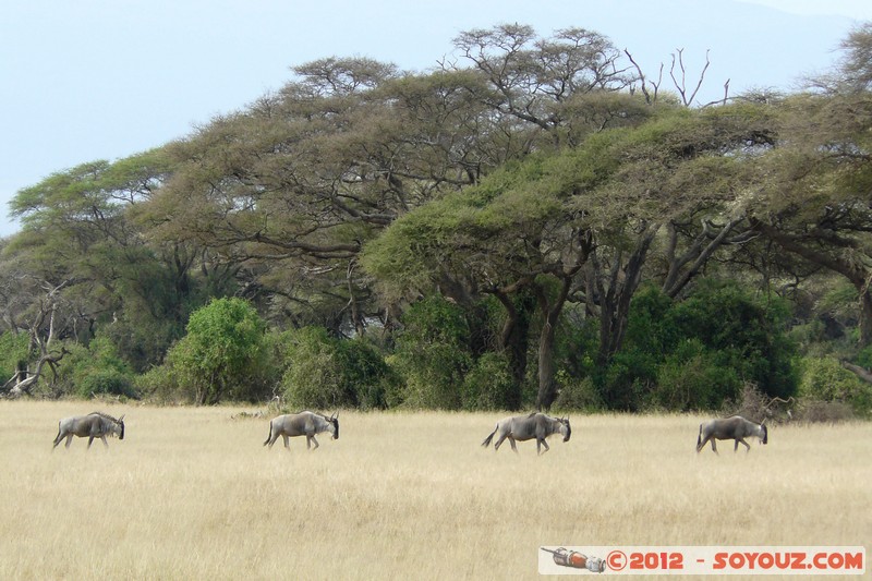 Amboseli National Park - Blue Wildebeest
Mots-clés: Amboseli geo:lat=-2.71288940 geo:lon=37.35829542 geotagged KEN Kenya Rift Valley animals Gnu