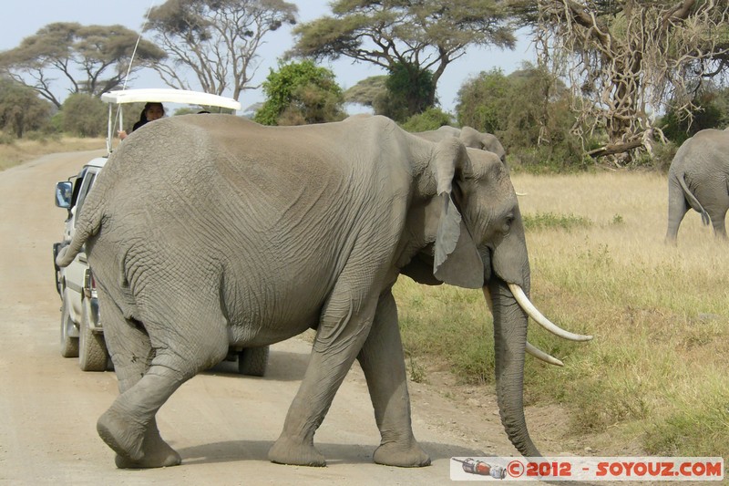 Amboseli National Park - Elephant
Mots-clés: Amboseli geo:lat=-2.71190789 geo:lon=37.34001014 geotagged KEN Kenya Rift Valley animals Elephant