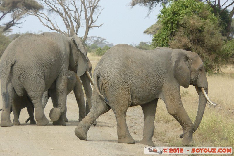 Amboseli National Park - Elephant
Mots-clés: Amboseli geo:lat=-2.71192303 geo:lon=37.33964567 geotagged KEN Kenya Rift Valley animals Elephant