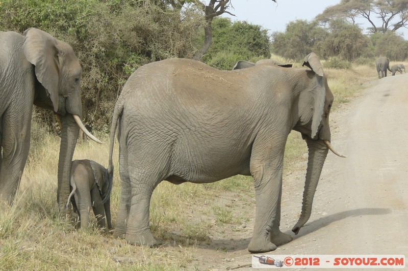 Amboseli National Park - Elephant
Mots-clés: Amboseli geo:lat=-2.71193180 geo:lon=37.33906506 geotagged KEN Kenya Rift Valley animals Elephant