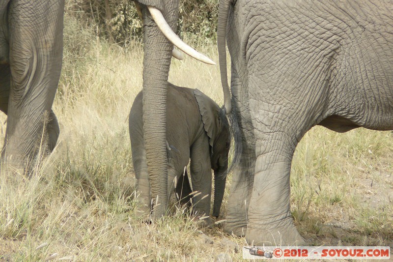 Amboseli National Park - Elephant
Mots-clés: Amboseli geo:lat=-2.71193194 geo:lon=37.33906027 geotagged KEN Kenya Rift Valley animals Elephant