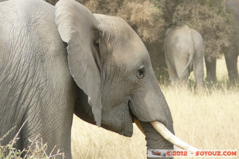 Amboseli National Park - Elephant
Mots-clés: Amboseli geo:lat=-2.71193235 geo:lon=37.33904710 geotagged KEN Kenya Rift Valley animals Elephant
