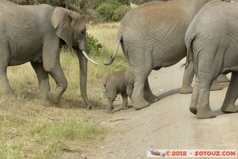 Amboseli National Park - Elephant
Mots-clés: Amboseli geo:lat=-2.71193268 geo:lon=37.33903632 geotagged KEN Kenya Rift Valley animals Elephant