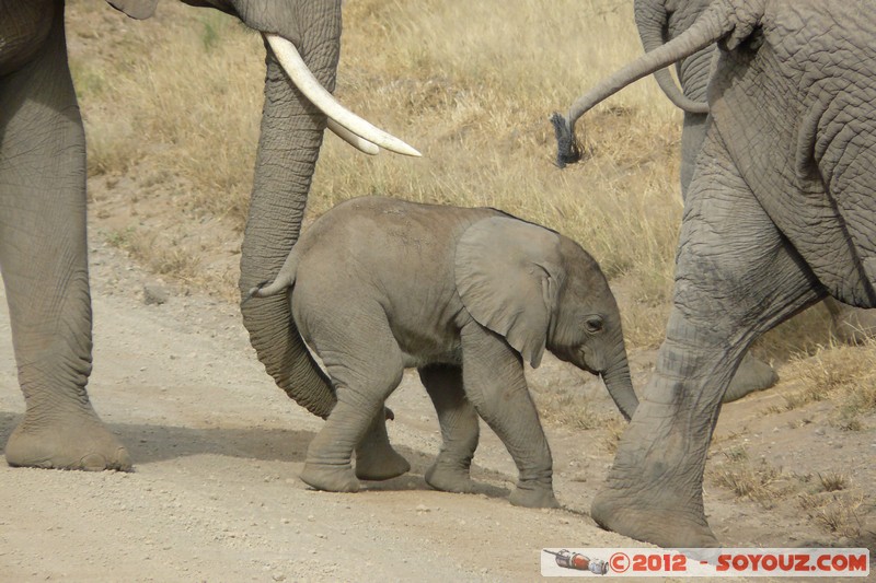 Amboseli National Park - Elephant
Mots-clés: Amboseli geo:lat=-2.71193324 geo:lon=37.33901836 geotagged KEN Kenya Rift Valley animals Elephant