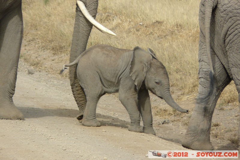 Amboseli National Park - Elephant
Mots-clés: Amboseli geo:lat=-2.71193331 geo:lon=37.33901596 geotagged KEN Kenya Rift Valley animals Elephant