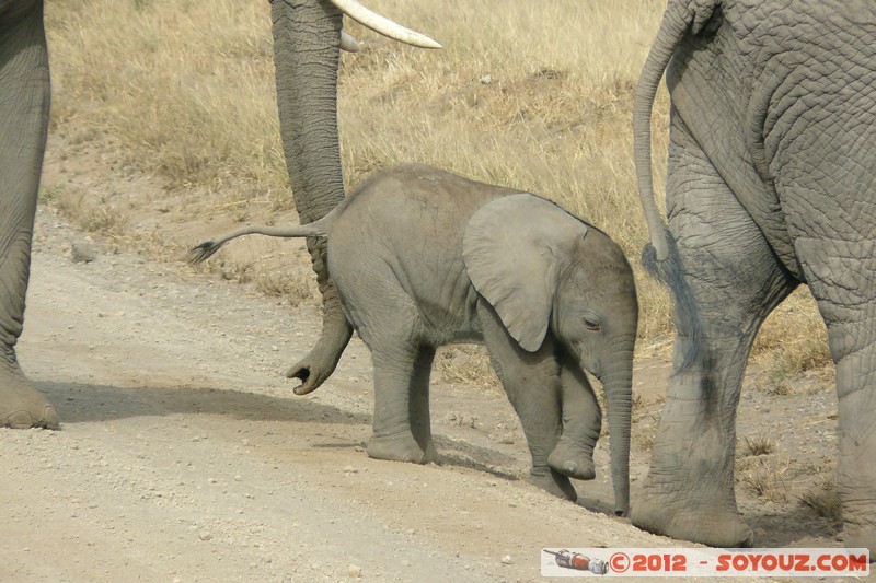 Amboseli National Park - Elephant
Mots-clés: Amboseli geo:lat=-2.71193357 geo:lon=37.33900758 geotagged KEN Kenya Rift Valley animals Elephant