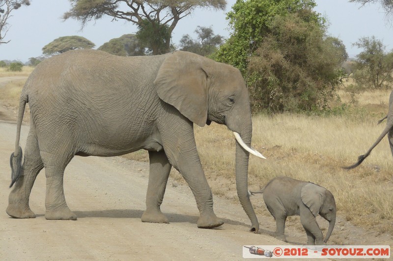 Amboseli National Park - Elephant
Mots-clés: Amboseli geo:lat=-2.71193379 geo:lon=37.33900039 geotagged KEN Kenya Rift Valley animals Elephant