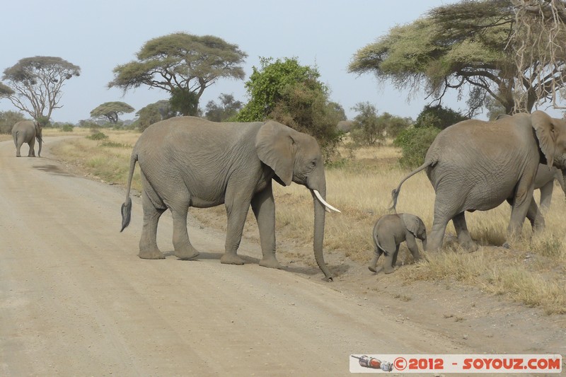 Amboseli National Park - Elephant
Mots-clés: Amboseli geo:lat=-2.71193394 geo:lon=37.33899560 geotagged KEN Kenya Rift Valley animals Elephant