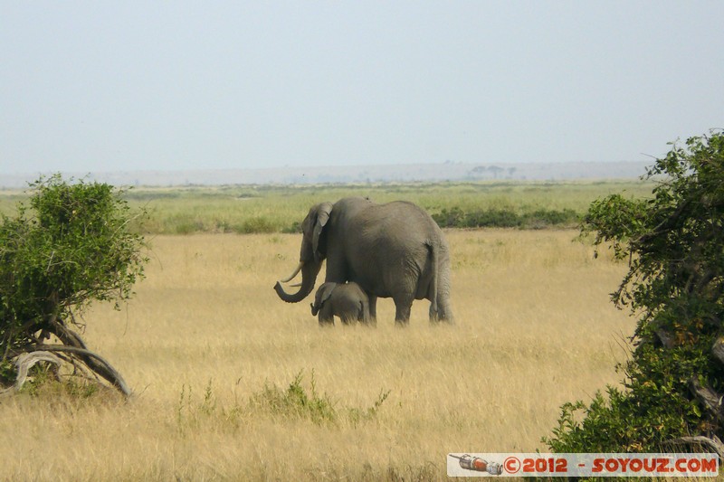 Amboseli National Park - Elephant
Mots-clés: Amboseli geo:lat=-2.71193653 geo:lon=37.33891177 geotagged KEN Kenya Rift Valley animals Elephant