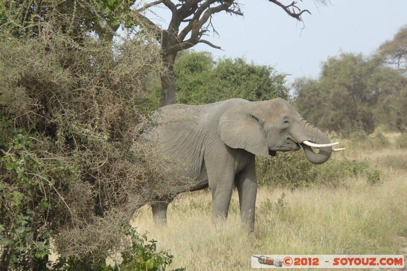 Amboseli National Park - Elephant
Mots-clés: Amboseli geo:lat=-2.71193675 geo:lon=37.33890458 geotagged KEN Kenya Rift Valley animals Elephant