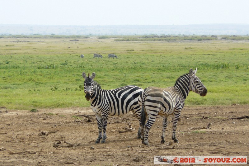Amboseli National Park - Zebra
Mots-clés: Amboseli geo:lat=-2.70694645 geo:lon=37.31814178 geotagged KEN Kenya Rift Valley animals zebre