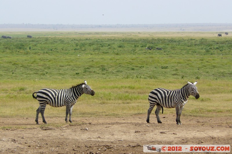 Amboseli National Park - Zebra
Mots-clés: Amboseli geo:lat=-2.70691013 geo:lon=37.31806884 geotagged KEN Kenya Rift Valley animals zebre