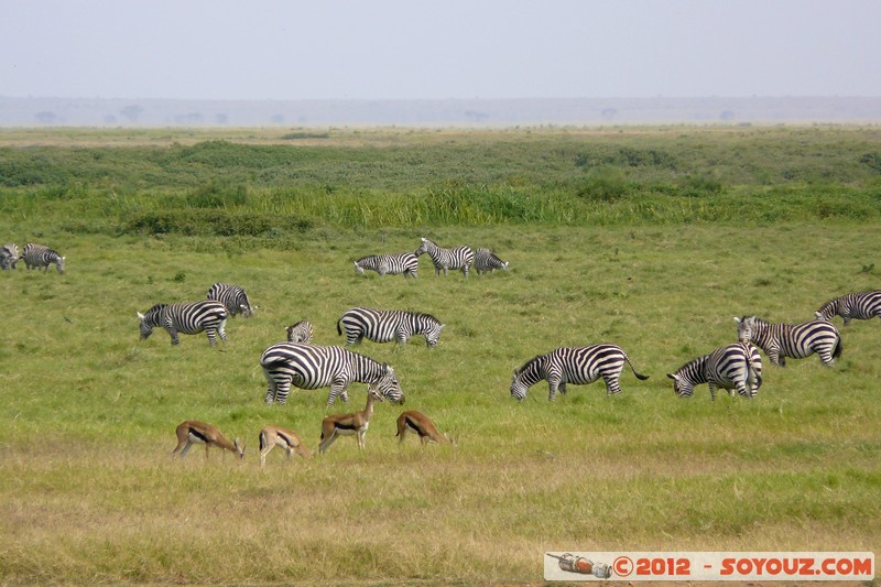 Amboseli National Park - Zebra and Thomson's gazelle - Panorama
Mots-clés: Amboseli geo:lat=-2.70690344 geo:lon=37.31805541 geotagged KEN Kenya Rift Valley animals zebre Thomson's gazelle