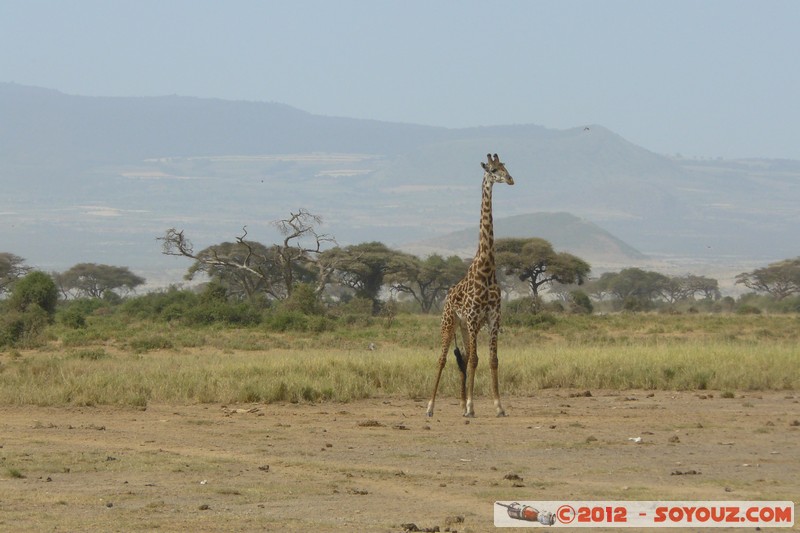 Amboseli National Park - Masai Giraffe
Mots-clés: Amboseli geo:lat=-2.70244790 geo:lon=37.30882772 geotagged KEN Kenya Rift Valley animals Giraffe Masai Giraffe Arbres