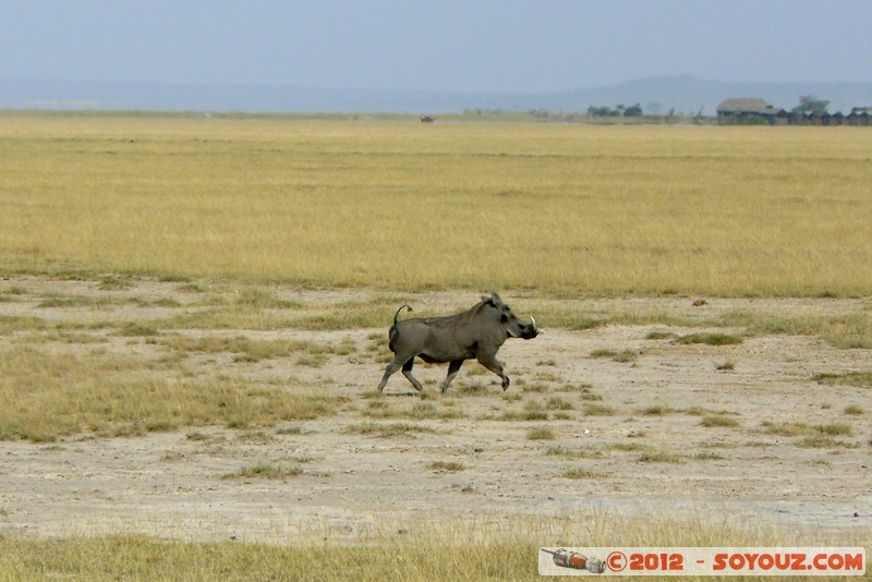 Amboseli National Park - Warthog
Mots-clés: Amboseli geo:lat=-2.69118412 geo:lon=37.28733110 geotagged KEN Kenya Rift Valley animals Phacochere