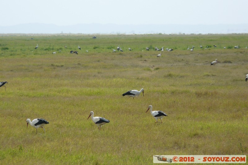 Amboseli National Park - Stork
Mots-clés: Amboseli geo:lat=-2.65210679 geo:lon=37.27481877 geotagged KEN Kenya Rift Valley animals oiseau cigogne